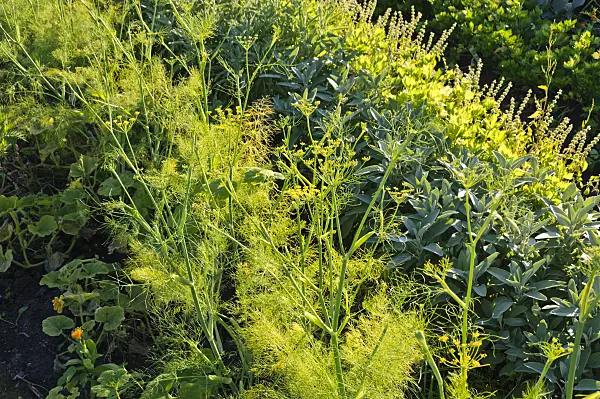 488050 - Grande capucine (Tropaeolum majus), aneth (Anethum graveolens) et sauges (Salvia)
