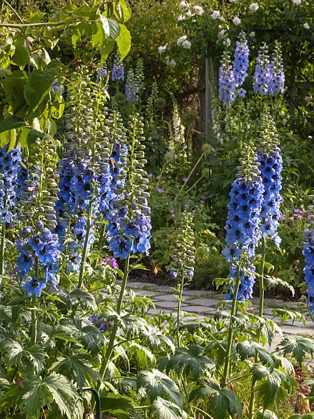 414037 - Grande dauphinelle (Delphinium elatum)
