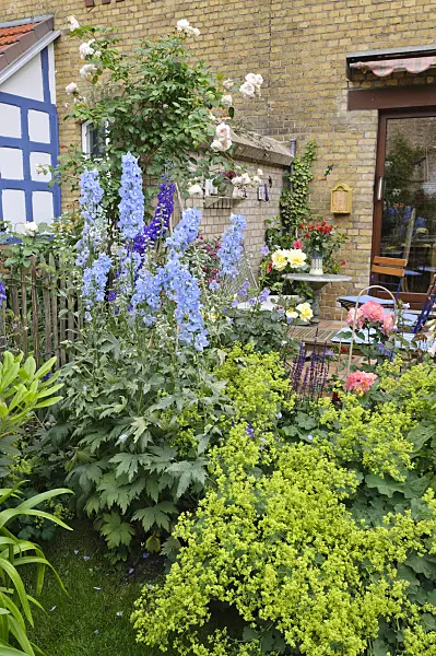 473264 - Grande dauphinelle (Delphinium elatum) et alchémille (Alchemilla) devant la terrasse d'un jardin de ville