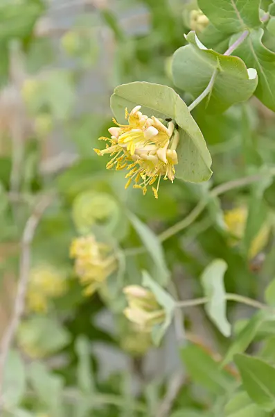 508232 - Grape honeysuckle (Lonicera reticulata 'Kintzley's Ghost')
