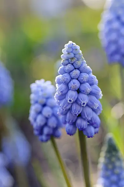 483247 - Grape hyacinth (Muscari)
