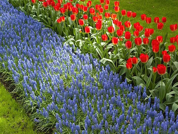 401074 - Grape hyacinth (Muscari) and tulip (Tulipa)