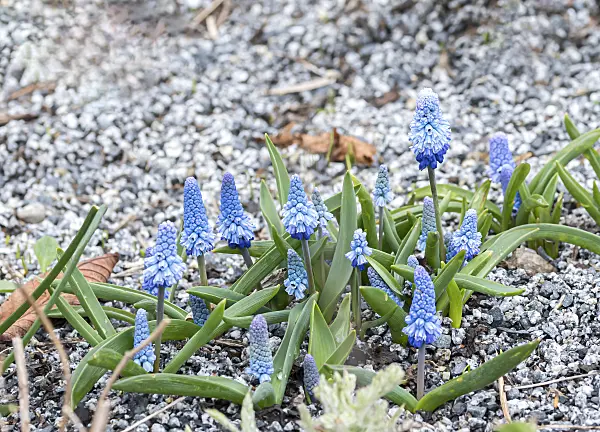 651402 - Grape hyacinth (Muscari azureum)