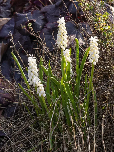 459012 - Grape hyacinth (Muscari botryoides 'Album')