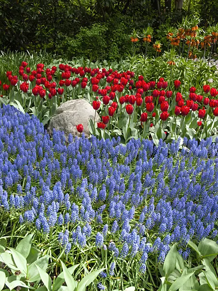 401073 - Grape hyacinth (Muscari), tulip (Tulipa) and fritillary (Fritillaria)