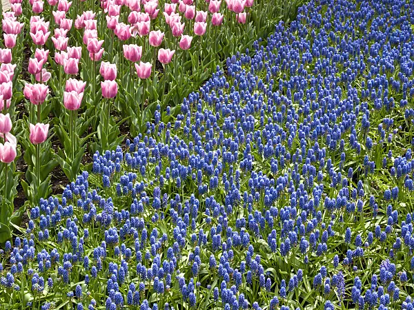 401070 - Grape hyacinths (Muscari) and tulips (Tulipa)