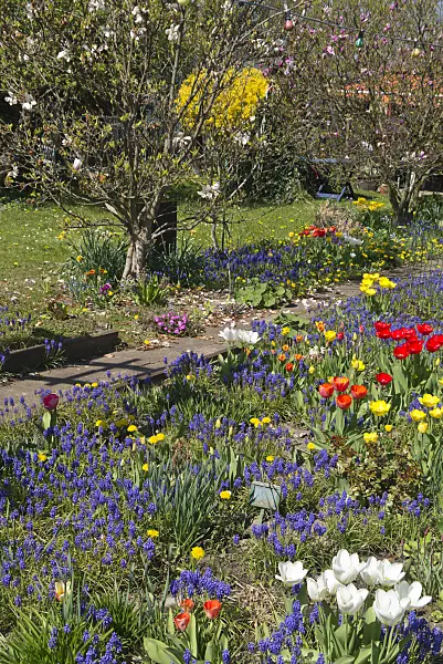 543025 - Grape hyacinths (Muscari), tulips (Tulipa) and dandelions (Taraxacum)
