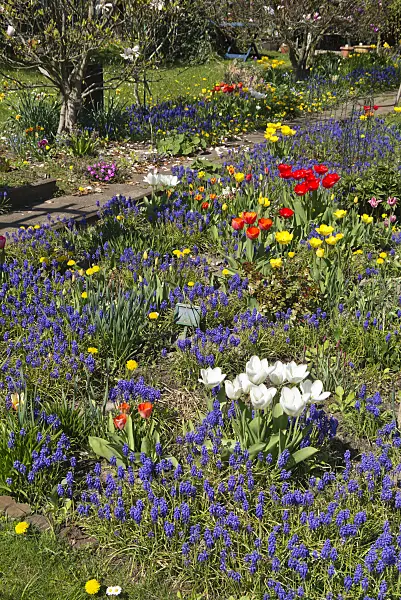 543026 - Grape hyacinths (Muscari), tulips (Tulipa) and dandelions (Taraxacum)