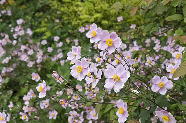 511105 - Grape-leaf anemone (Anemone tomentosa)