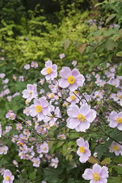 511106 - Grape-leaf anemone (Anemone tomentosa)