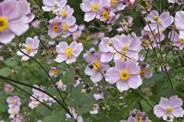511107 - Grape-leaf anemone (Anemone tomentosa)