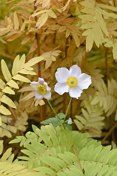 525262 - Grape-leaf anemone (Anemone tomentosa) and royal fern (Osmunda regalis)
