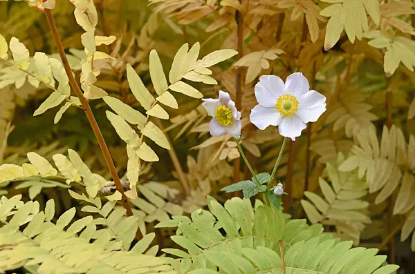 525263 - Grape-leaf anemone (Anemone tomentosa) and royal fern (Osmunda regalis)
