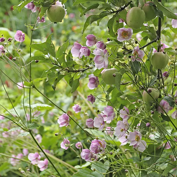 535384 - Grape-leaf anemone (Anemone tomentosa 'Robustissima') and orchard apple (Malus x domestica 'Gloster')