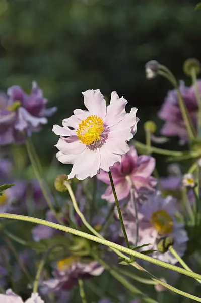 511309 - Grape-leaf anemone (Anemone tomentosa 'Septemberglanz')