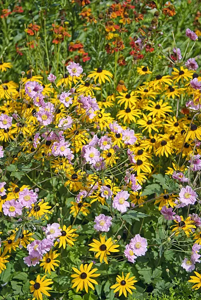 502108 - Grape-leaf anemone (Anemone tomentosa 'Septemberglanz') and orange cone flower (Rudbeckia fulgida)