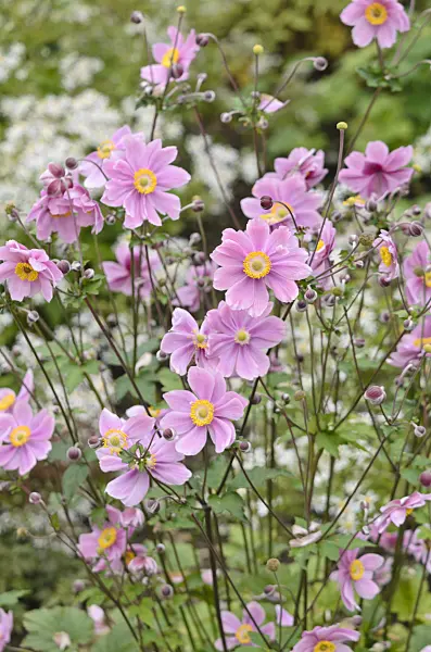 536039 - Grape-leaf anemone (Anemone tomentosa 'Serenade')
