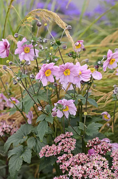 548043 - Grape-leaf anemone (Anemone tomentosa 'Serenade') and orpine (Sedum telephium 'Matrona' syn. Hylotelephium telephium 'Matrona')