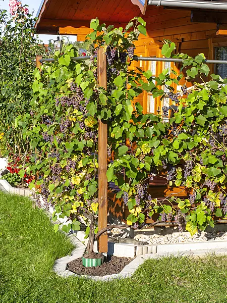441149 - Grape vine (Vitis vinifera)