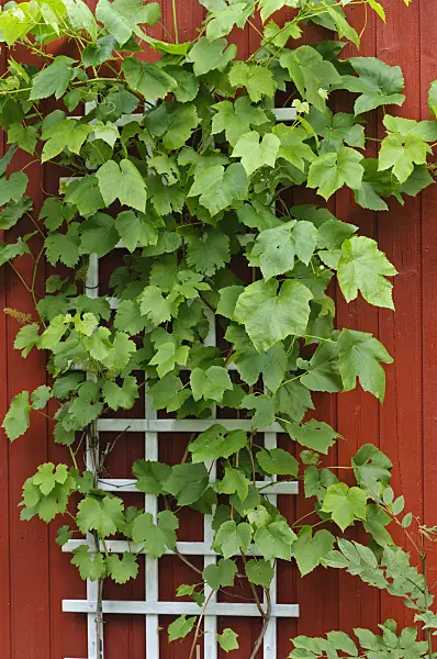 473301 - Grape vine (Vitis vinifera)