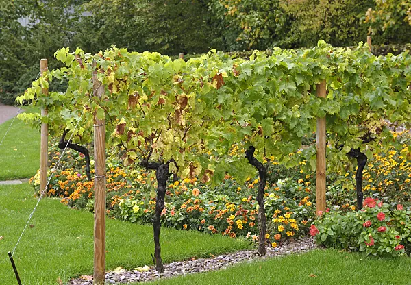517399 - Grape vine (Vitis vinifera)