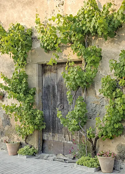 547314 - Grape vine (Vitis vinifera)