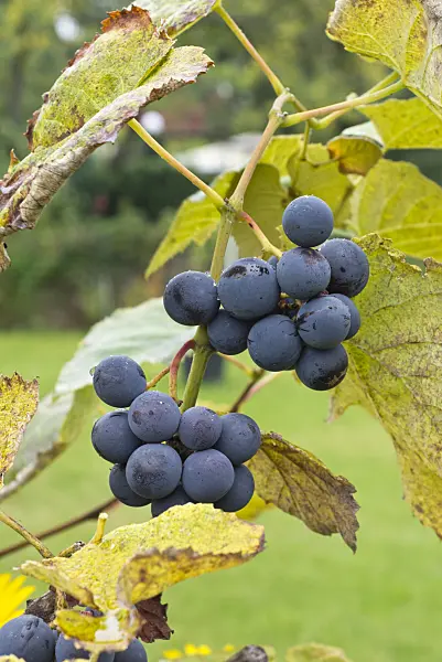 549181 - Grape vine (Vitis vinifera)