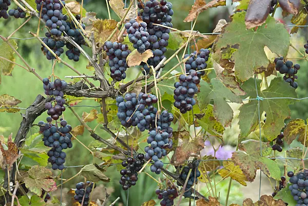 517390 - Grape vine (Vitis vinifera 'Boskoop Glory')