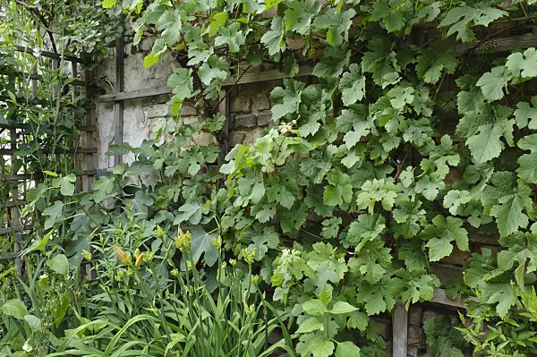 473268 - Grape vine (Vitis vinifera) in a backyard garden