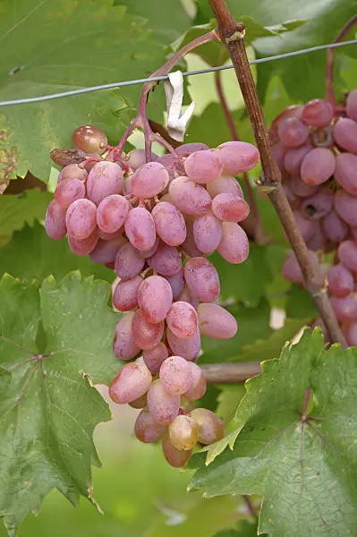 517392 - Grape vine (Vitis vinifera 'Katharina')