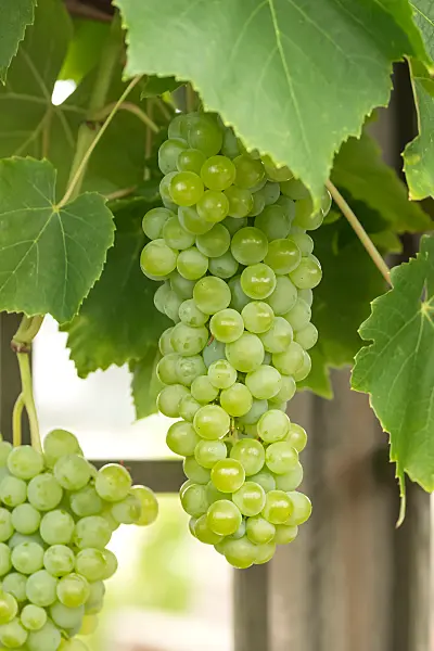 664474 - Grape vine (Vitis vinifera 'Lakemont')