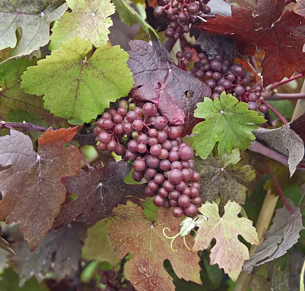 471467 - Grape vine (Vitis vinifera 'Purpurea')