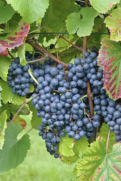 502452 - Grape vine (Vitis vinifera 'Regent')