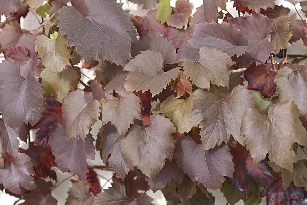 547313 - Grape vine (Vitis vinifera 'Spetchley Red')