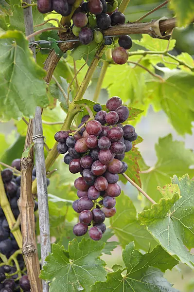 517397 - Grape vine (Vitis vinifera 'Transilvania')