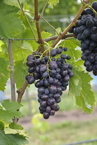 517398 - Grape vine (Vitis vinifera 'Transilvania')