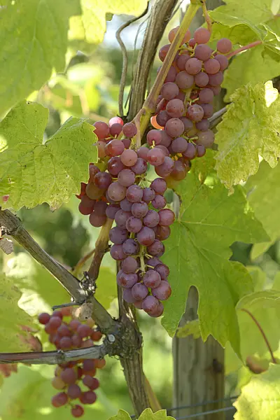 575350 - Grape vine (Vitis vinifera 'Vanessa')