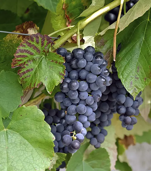 471468 - Grape vine (Vitis vinifera 'Venus')