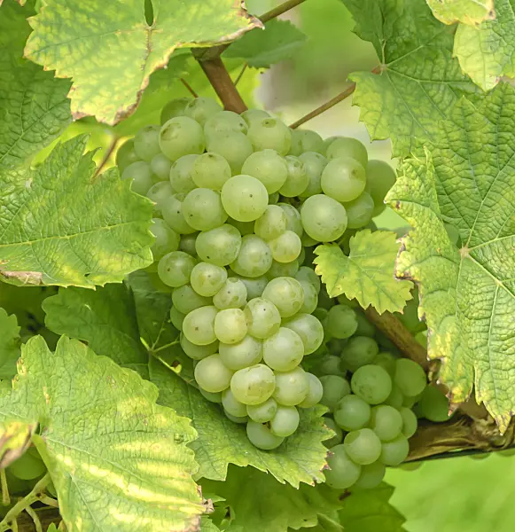 558256 - Grape vine (Vitis vinifera 'Weisser Elbling')