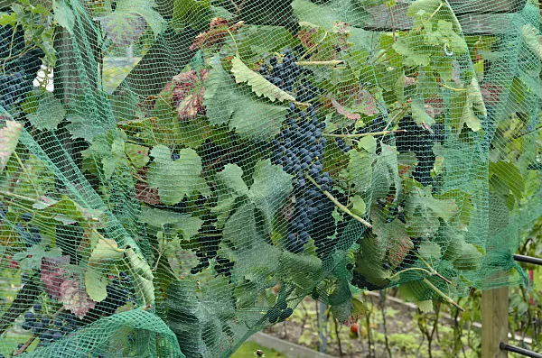 524101 - Grape vine (Vitis vinifera) with bird net