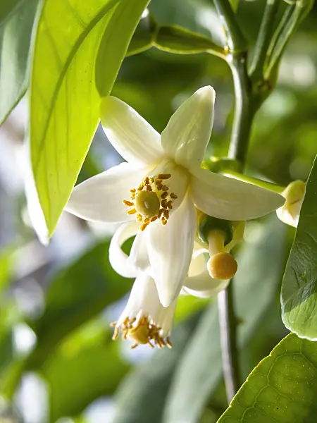 437341 - Grapefruit (Citrus x paradisi)
