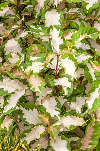 455418 - Graptophyllum pictum 'Rosea Variegata'