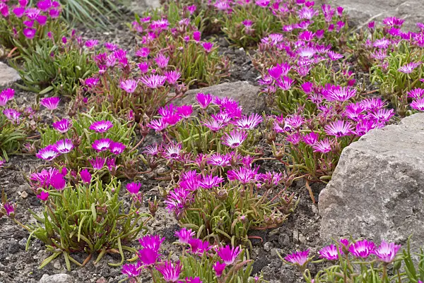 558317 - Grasmittagsblume (Dorotheanthus gramineus)