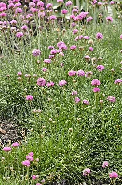 533276 - Grasnelke (Armeria maritima 'Splendens')