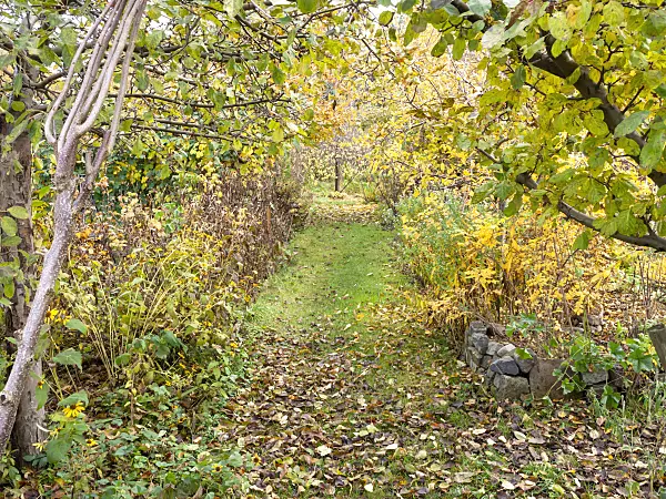 478051 - Grass path in an autumnal garden