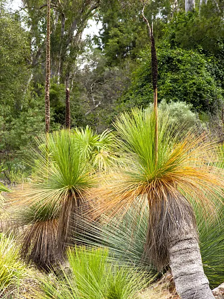 455340 - Grass tree (Xanthorrhoea glauca)