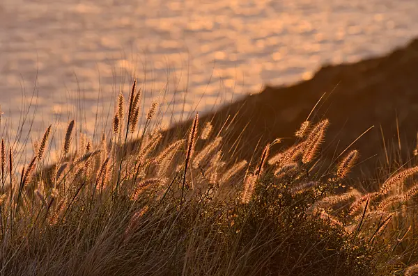 564224 - Grasses in the evening light, Gran Canaria, Spain