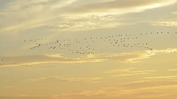 513019 - Grauer Kranich (Grus grus) am Abendhimmel, Nationalpark Unteres Odertal, Deutschland