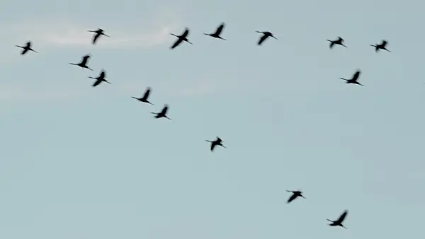 513024 - Grauer Kranich (Grus grus) am Abendhimmel, Nationalpark Unteres Odertal, Deutschland