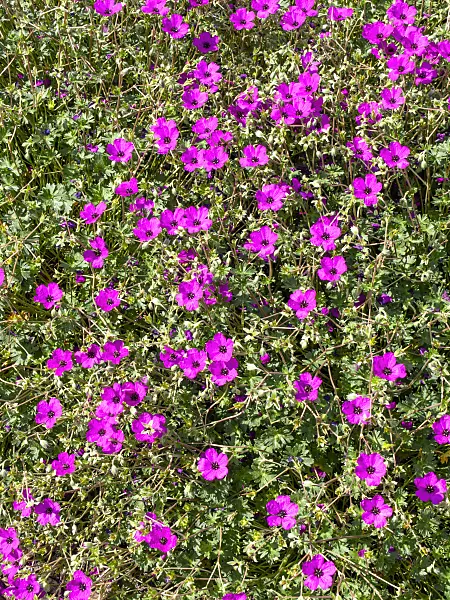 460129 - Grauer Storchschnabel (Geranium cinereum 'Guiseppii')